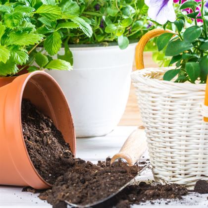 Torf Çiçek Bahçe Toprağı Bitki Coşturan 3 lt Toprak