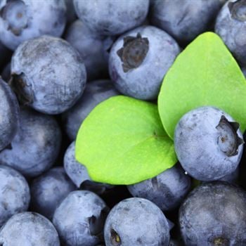 Oneal Blueberry Yaban Mersini 15 cm  Fidanı Likapa Maviyemiş