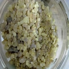 Aşılı Sakız Ağacı Fidanı ( Pistacia Lentiscus )