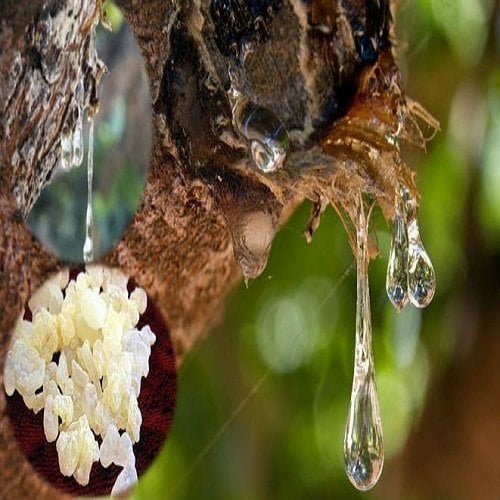 Aşılı Sakız Ağacı Fidanı ( Pistacia Lentiscus )