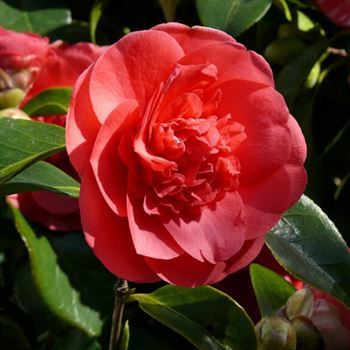 Kamelya Fidanı Kışın Açan Çiçek