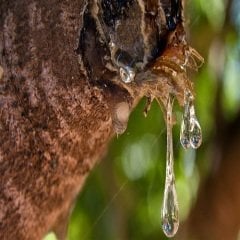 Aşılı Sakız Ağacı Fidanı ( Pistacia Lentiscus )
