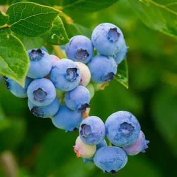 Blue Gold Yaban Mersini Fidanı 15 cm Likapa