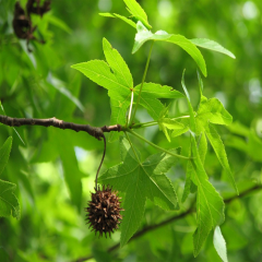Sığla Günlük Ağacı Fidanı Liquidambar