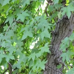 Sığla Günlük Ağacı Fidanı Liquidambar