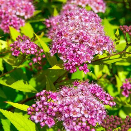 Pembe İspirya Çiçeği Alımlı