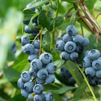 Legacy Yaban Mersini Fidanı