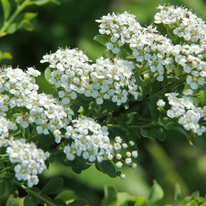 Beyaz İspirya Çiçeği Keçi Sakalı