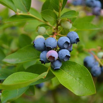Brigitta Yaban Mersini Fidanı 30 cm Mavi yemiş Likapa