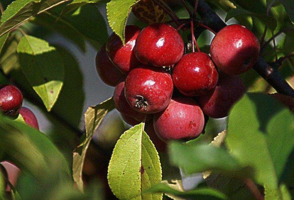 Süs Elması Fidanı Malus Floribunda
