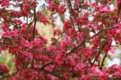 Süs Elması Fidanı Malus Floribunda