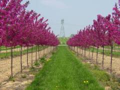 Süs Elması Fidanı Malus Floribunda
