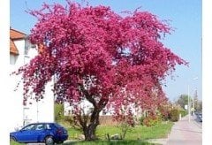 Süs Elması Fidanı Malus Floribunda