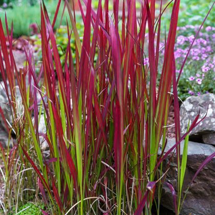 Kızıl Baron İmperata Kındıra 35 cm