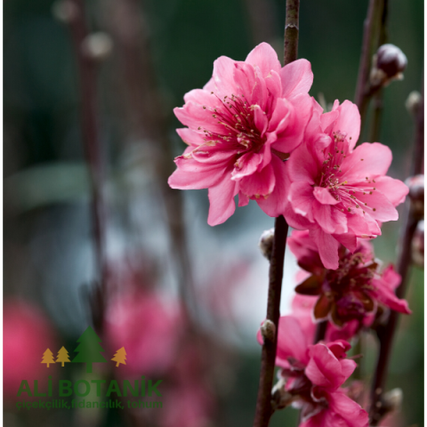 Süs Şeftalisi Fidanı  Prunus Persica