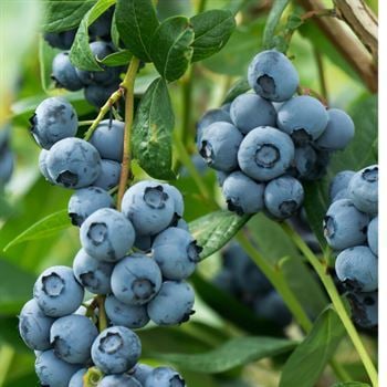 Jubilee Yaban Mersini Fidanı 15 cm Likapa mavi yemiş