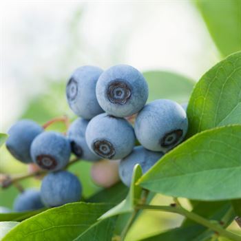 Misty Yaban Mersini Fidanı 15 cm Maviyemiş