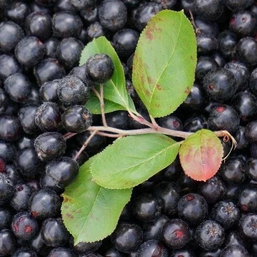 Rus Yaban Mersini Nero Aronya Fidanı