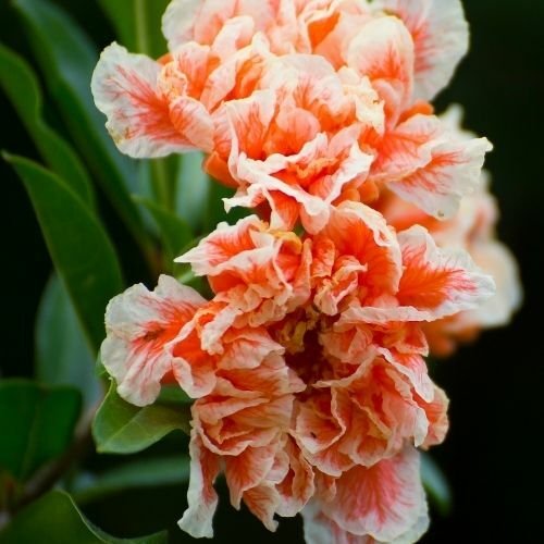 Süs Narı Çiçeği Fidanı Katmerli Çiçekli