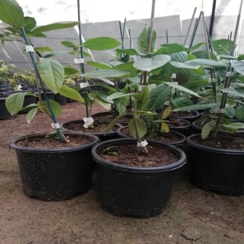 Rus Yaban Mersini Viking Aronya Fidanı Aronia Melonocarpa