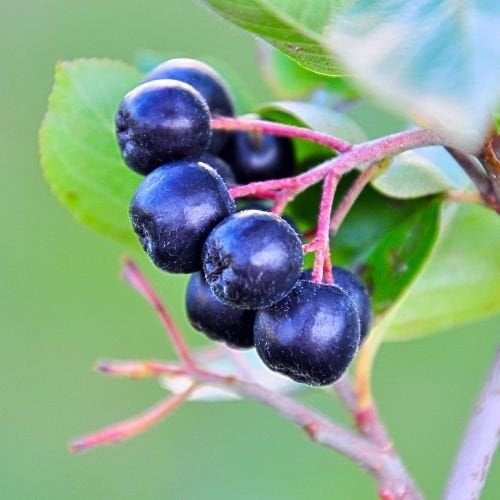 Rus Yaban Mersini Viking Aronya Fidanı Aronia Melonocarpa