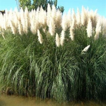 Beyaz Pampas Saz Çiçeği Sazlık