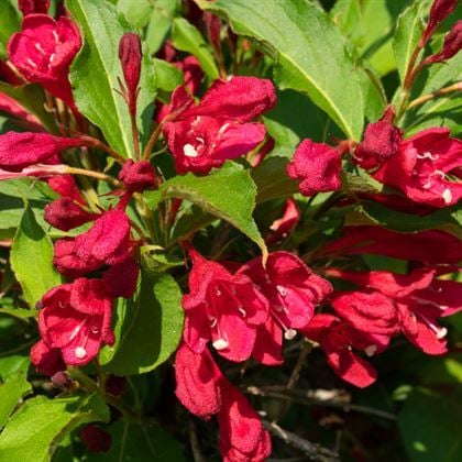 Kırmızı Gelin Tacı Vangelya Şakayık