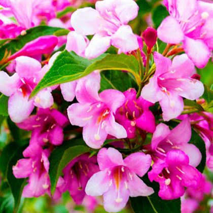 Pembe Gelin Tacı Vangelya Şakayık