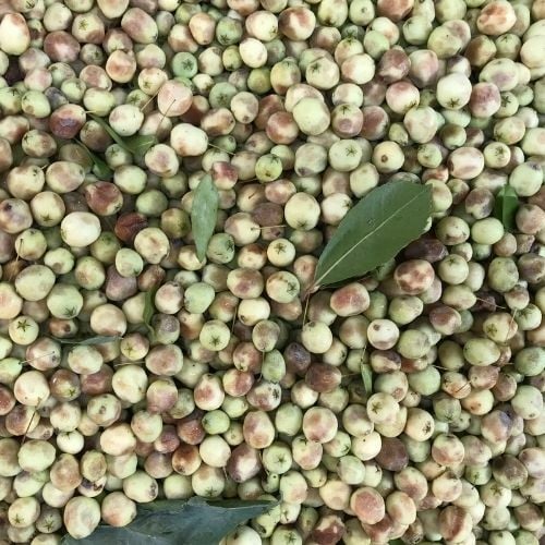 Beyaz Murt Hambeles Fidanı