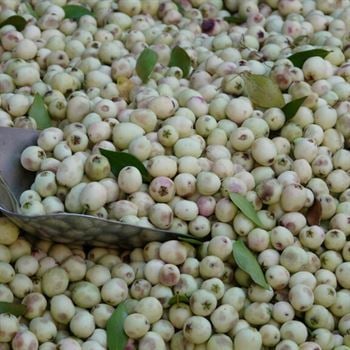 Beyaz Murt Hambeles Fidanı