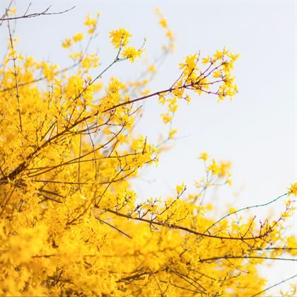 Altın Çanak Çiçeği Koyu Sarı Açar