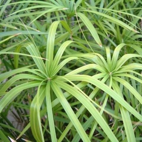 Japon Şemsiyesi Fidanı Dekoratif Çiçek