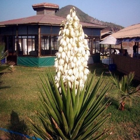Avize Çiçeği Fidanı Beyaz Çiçekli