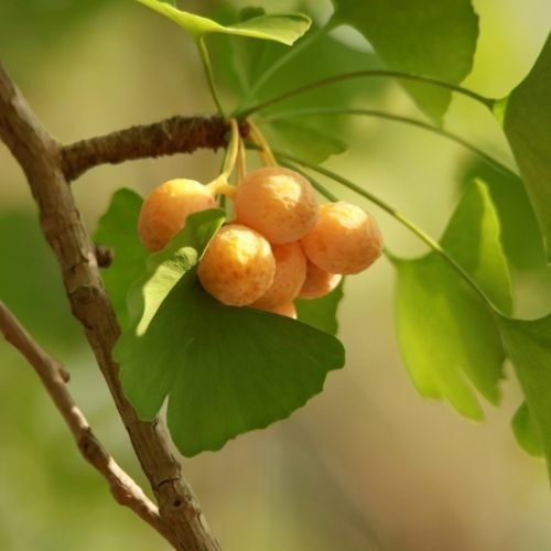 Mabet Ağacı Fidanı  Ginkgo Biloba.