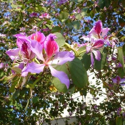 Orkide Ağacı Çiçeği