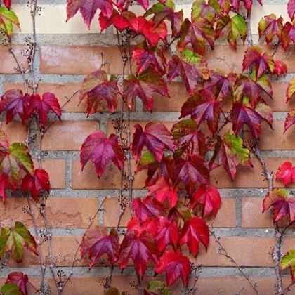 Amerikan Sarmaşığı Fidanı Hemen Yayılır