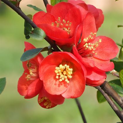 Kırmızı Bahar Dalı Çiçeği Kan Kırmızı