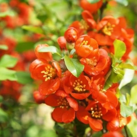 Kırmızı Bahar Dalı Çiçeği Kan Kırmızı