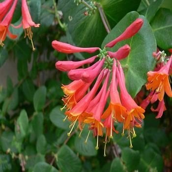 Tatar Hanımeli Fidanı Süper Çiçekli