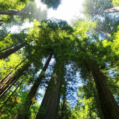 Dev Sekoya Fidanı Sequiadendron Giganteum