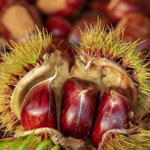 Kaliteli Sarı Kestane Fidanı