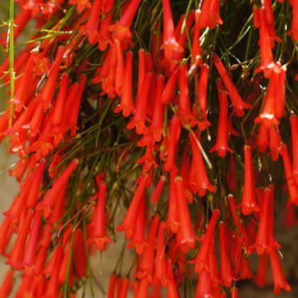 Ada Mercanı Fidanı Russelia Equisetiformis