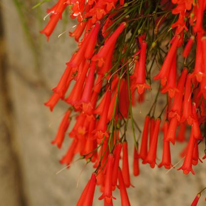 Ada Mercanı Fidanı Russelia Equisetiformis