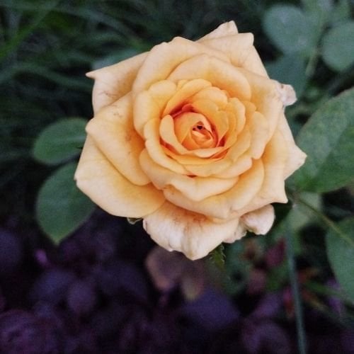 Turuncu Bulgar Gülü Kokulu Ve Çok İri