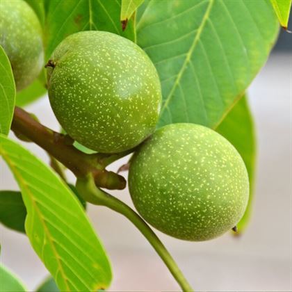 Yalova 4 Ceviz Fidanı