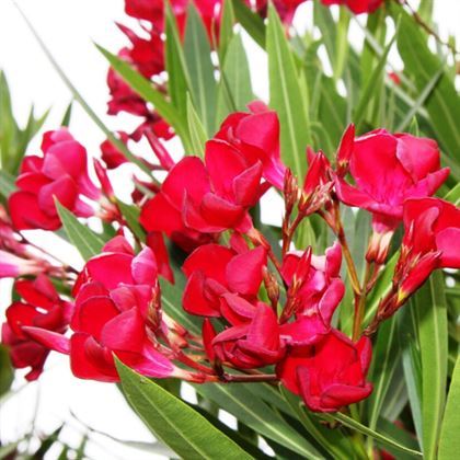 Bodur Zakkum Fidanı Çok Kırmızı Açar