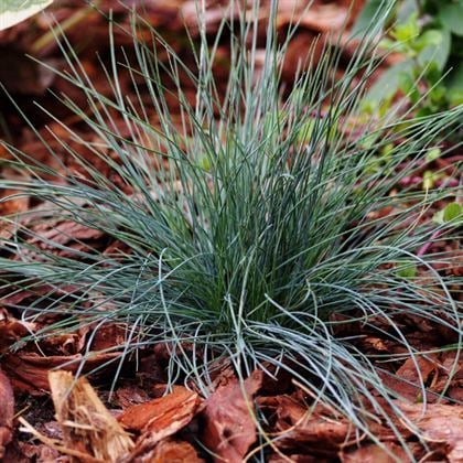 Mavi Çim Masmavi Kaliteli Çim