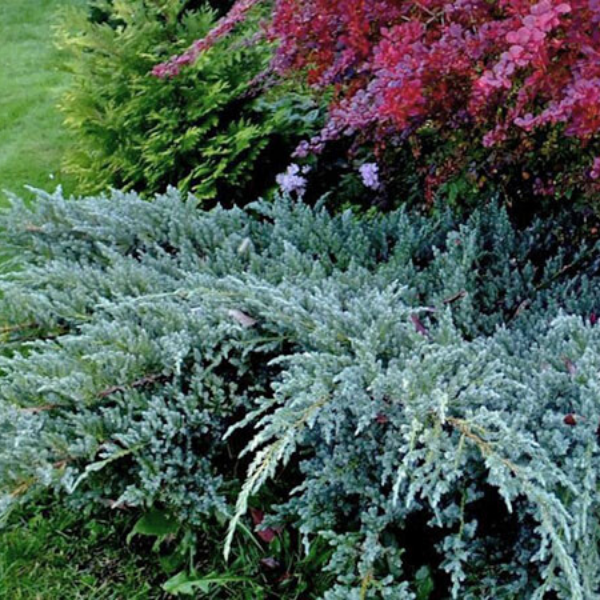 Mavi Ardıç Ağacı