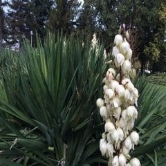 Avize Çiçeği 30 cm Yucca Filamentosa