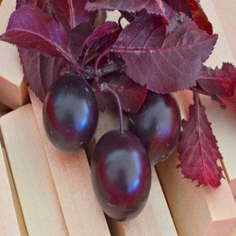 Kırmızı Yapraklı Süs Eriği Fidanı Erik